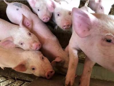 生态环境部已派工作组赴200生猪养殖大县，严查禁养区划定