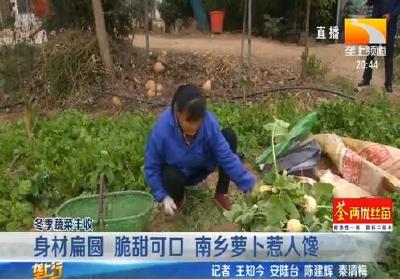 身材扁圆 脆甜可口 南乡萝卜惹人馋