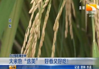大米也“选美” 好看又好吃