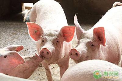 2020年养猪一定挣钱，但需破解养殖户的这些担忧！农业农村部专家提四大建议