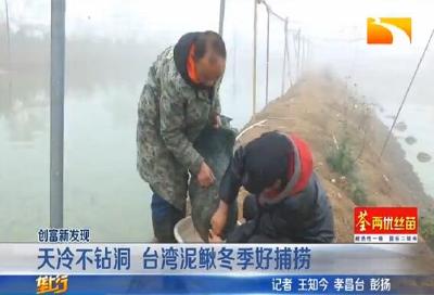 天冷不钻洞 台湾泥鳅冬季好捕捞
