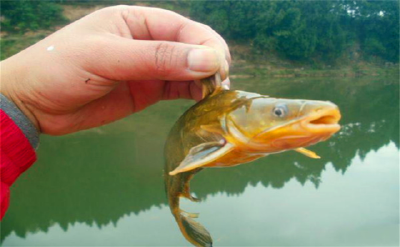 农村河里消失不见的鱼，黄辣丁偶尔能看到，这种野生能卖60一斤