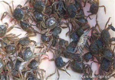 河蟹的养殖：如何在大棚中养殖河蟹？