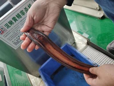 黄鳝鱼养殖注意事项