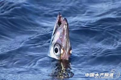 外洋带鱼、本地带鱼如何区分？