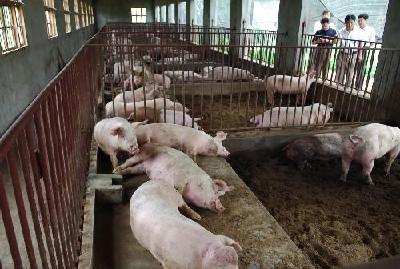 “三农”这一年：粮食产量创新高 生猪生产现回暖