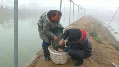 冬季，这个泥鳅不仅不钻洞，天气越冷价越高，亩产2500斤左右，每斤售价18元