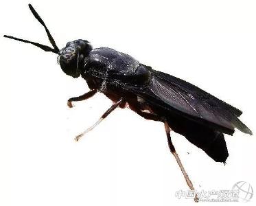 农业农村部：支持相关主体探索包括黑水虻在内的昆虫蛋白资源饲料化利用途径，多元化增加饲料蛋白资源供给