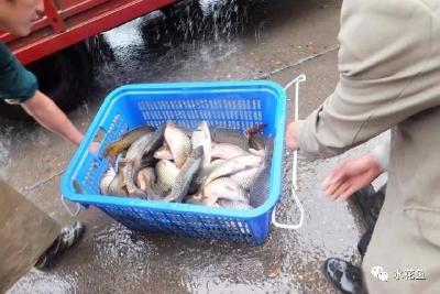 “长江无鱼”别全让渔民背锅，究竟是谁害死了长江的鱼？