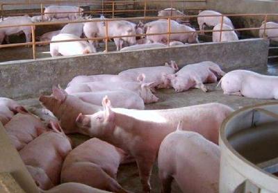 2021年武汉生猪年出栏量 计划回升至280万头