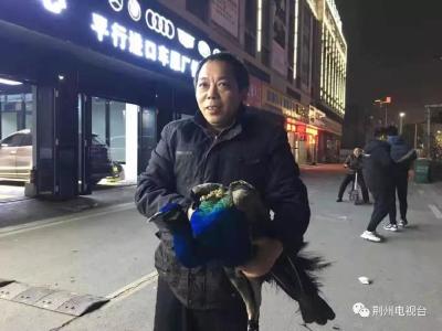 荆州城区街头昨日惊现孔雀！它从哪里来？
