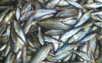 价格仍在跌，生鱼烂市，卖不动，元旦会涨价吗？