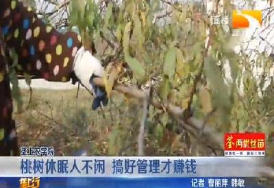 桃树休眠人不闲 搞好管理才赚钱
