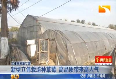 新型立体栽培种草莓 高品质带来高人气