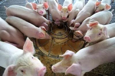 农业农村部：“大场帮小户”加快恢复生猪生产