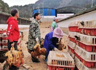 紫云旁如村：“短平快”产业见成效 肉鸡养殖助增收