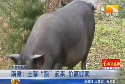南漳：土猪“跑”起来 价高好卖