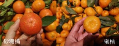 柑橘品种的识别与选择，防止以假乱真