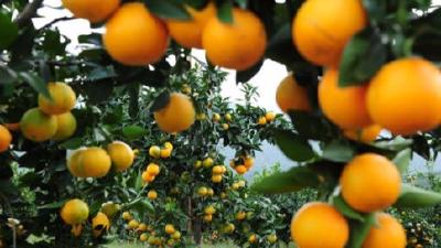 不顾自家橙子采摘 秭归农妇捐髓救素不相识男童