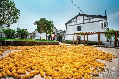 央视《焦点访谈》聚焦黄陂新博村十年蝶变