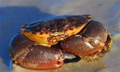 美国这种螃蟹被称为“壁虎蟹”，只能吃蟹钳，吃整只螃蟹要坐牢