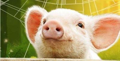嫌猪肉太贵不妨自己养：5G时代下的新农业