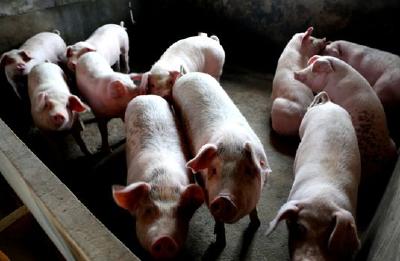 最新，农业农村部畜牧兽医局回应生猪产销两大热点问题！