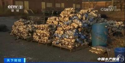 牡蛎变废为宝！他们用10亿只牡蛎“拯救”纽约港！