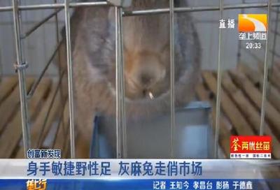 身手敏捷野性足 灰麻兔走俏市场