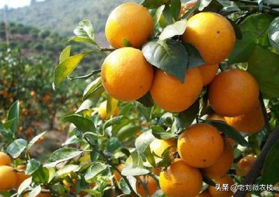 以为埋头种柑橘就能发财致富？不了解市场的果农势必会被时代抛弃