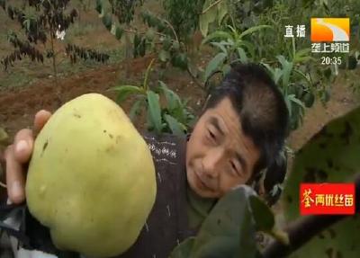 “土专家”十年磨一剑 培育出木瓜新品种