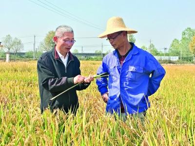 首席水稻专家退休后带上200万元回乡创业
