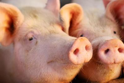 受非洲猪瘟和疫情的双重影响，生猪生产形式如何？  