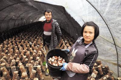 一个腰椎胸椎畸形一个肢体残疾，咸丰残疾夫妇发展食用菌脱贫致富