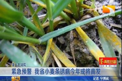 紧急预警 我省小麦条锈病今年或将高发