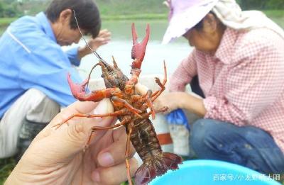 小龙虾养殖过程中的天敌处理全攻略，看看你有熟悉的方法吗？
