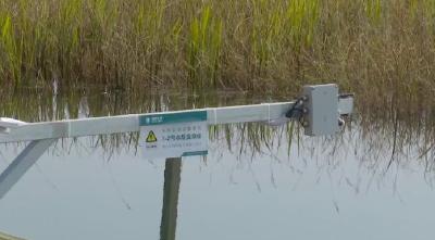 养100亩小龙虾，每晚家中手机点一下，农户一年能赚30万！背后的强大支持是...