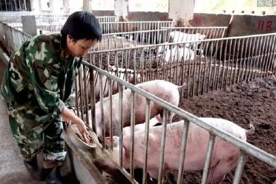 湖北等9省市推出“公司+农户”生猪养殖方案，对中小养猪户是机遇吗