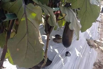 各地菜价波动下沉，南方叶菜无精打采，全国花豆略显压力