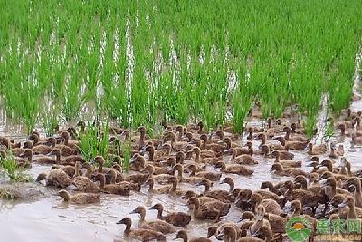稻鸭生态养殖好处和方法的干货分享