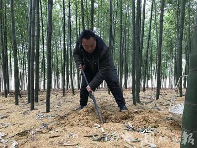 桂花村：跟着大户种雷竹 致富脱贫奔小康