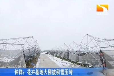 钟祥：花卉基地大棚被积雪压垮