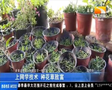 上网学技术 种花草致富