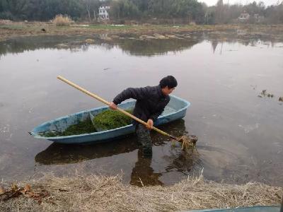 孔雀飞大雁归，稻虾连作乡村美——浠水县汪岗镇农业产业振兴之路