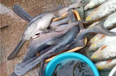 菜摊惊现白鲟？这种鱼和白鲟很相似，但不是白鲟