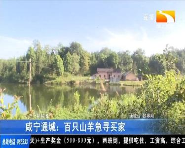 咸宁通城：百只山羊急寻买家