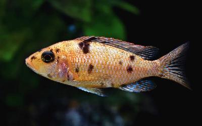 鱼身上的这个部位千万别吃：剧毒！很多人不知道