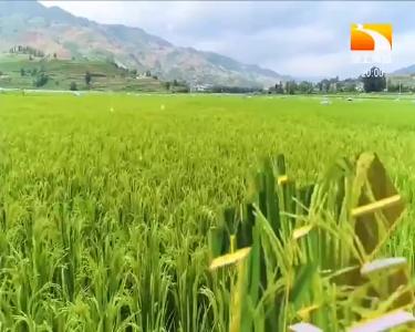 垄上行 2020-01-15