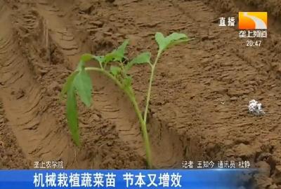 机械栽植蔬菜苗 节本又增效