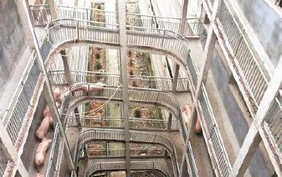 高楼养猪？15层可以养13万头！养猪新模式引人关注！